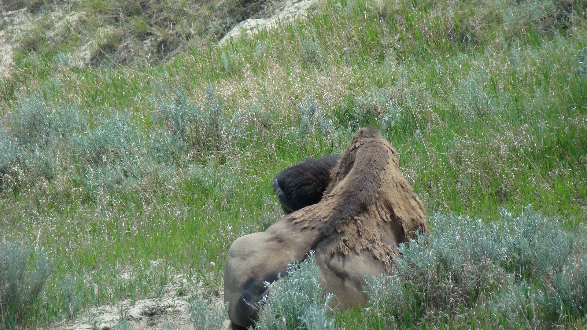 North Dakota Theodore Rooselvelt National Park 08